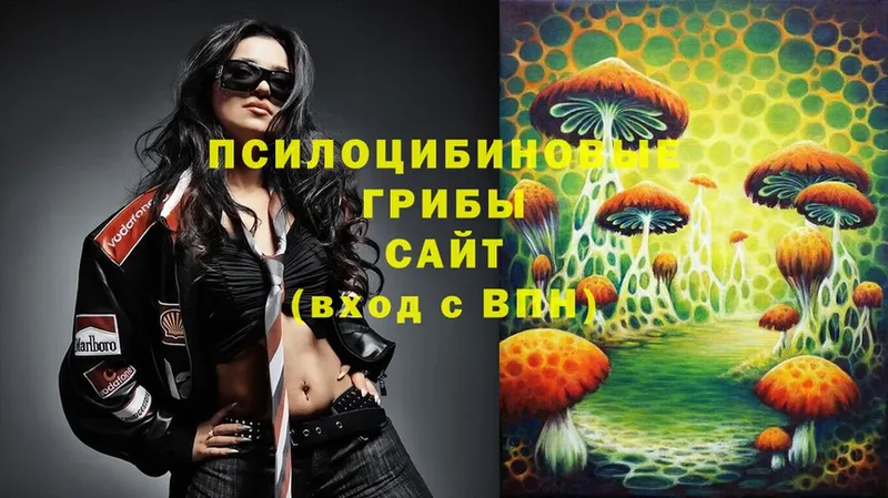 Псилоцибиновые грибы Cubensis  Йошкар-Ола 